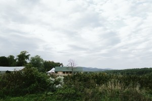 Noyes Wedding - Alicia White Photography-1227